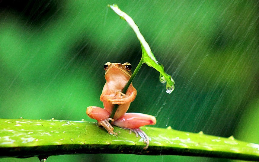 nevver:  All it ever does is rain  He is so cute