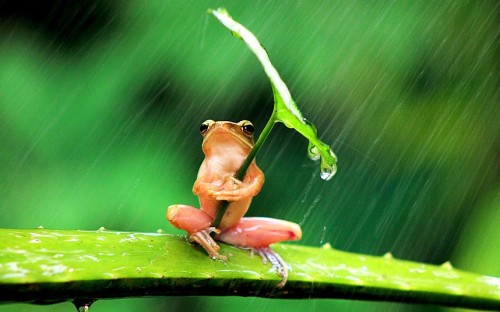 teamfreekickass:  shyblossomhinata:  paper-star-zombie:  heatherkat:  space-sisters: A tree frog in Jember, Indonesia, shelters from the rain under a leaf. The amphibian reportedly held the leaf for 30 minutes before the storm passed.  Totoro Frog, I