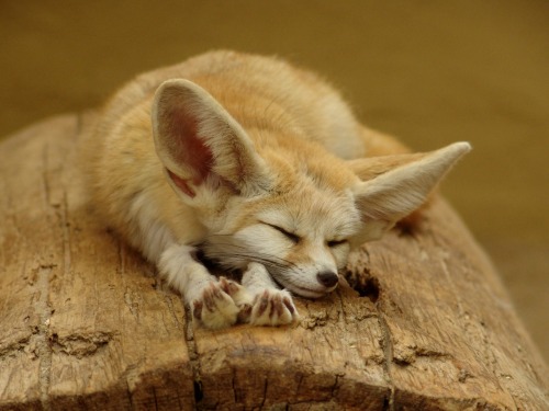 redpyrofox:
“Request for sleeping foxes! :D
”