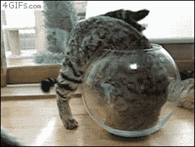 funnyboards:  Join Us on Facebook: http://ift.tt/16xWb67  lol  This made me laugh so hard….  Look at the other two… “OMG…. how do we get him out of this see through prison!!!”
