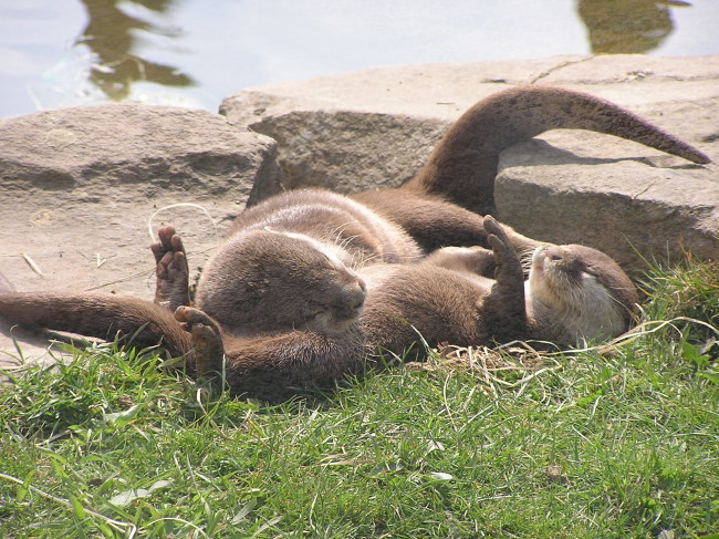 dailyotter:  Otters Sunbathe and Nap Via Régis Leroy