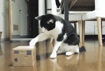 cute-overload:  Cat vs Cat-in-the-boxhttp://cute-overload.tumblr.com porn pictures