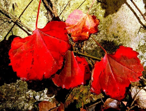 #leaves #autumn #fall #park #parquedacidade #porto #portugal #sonya350 #vmribeiro (em Parque da Cida