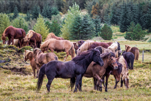 visualizedmemories: Horses relaxing after days of réttir (Icelandic sheep round-up)