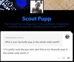 scoutpupp:  My favourite puppy is most defiantly my pup Halt :)  I wonder who would ask such a question?!