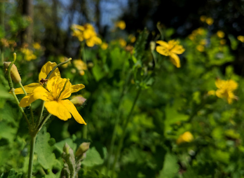 Chelidonium majus, PapaveraceaeOne of the wildflowers I strongly associate with my childhood and lea