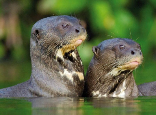 The Moat Monsters Appreciate Your Good Taste I Love Your Biology Series Do You Have Anything The Moat Monsters Appreciate Your Good Taste I Love Your Biology Series Do You Have Anything