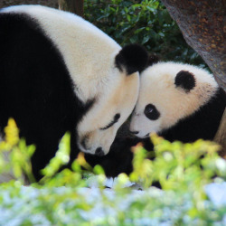 sdzoo:  Mind Meld by Penny Hyde