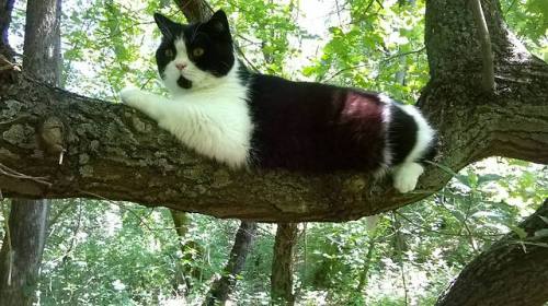 kybkalo86:My cat Felix aka King of Nature & my heart  ♥