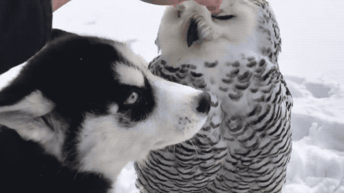 gifsboom:Husky puppy shares incredible friendship with owl. [video]
