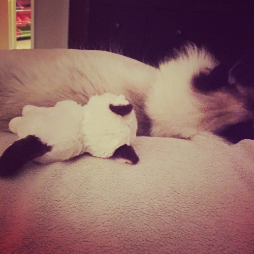 iamagiantprincess: Happy #caturday, friends. A little platonic #spooning between Theodore and #grump