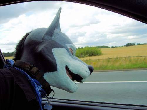 pupkodiak:  Goin’ for a ride in the car 