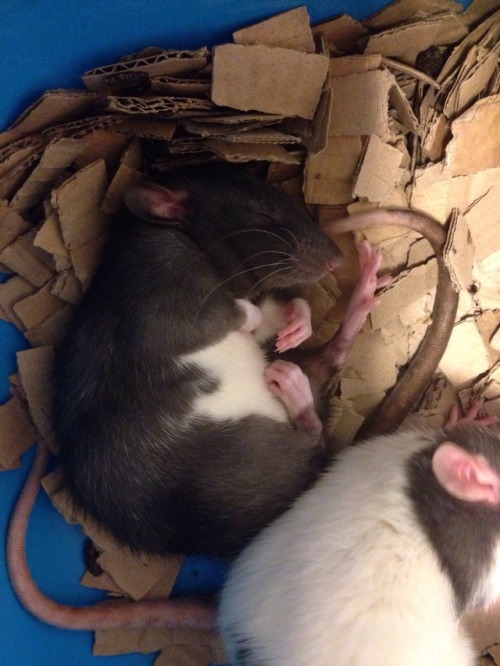 fluffylittlesniffs:Playing around all day is really tiring. So we need to sleep sometimes too.