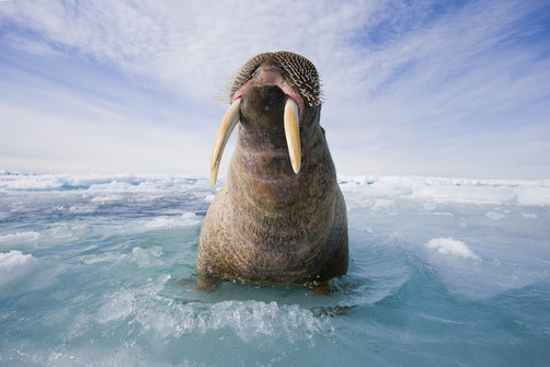 100leaguesundertheseaa:  Photographer: Paul Nicklen 