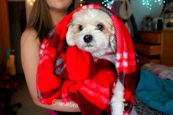 qualityessence:  supstefana:  Who doesn’t love a plaid blanket and a fluffy dog(:      (via TumbleOn)