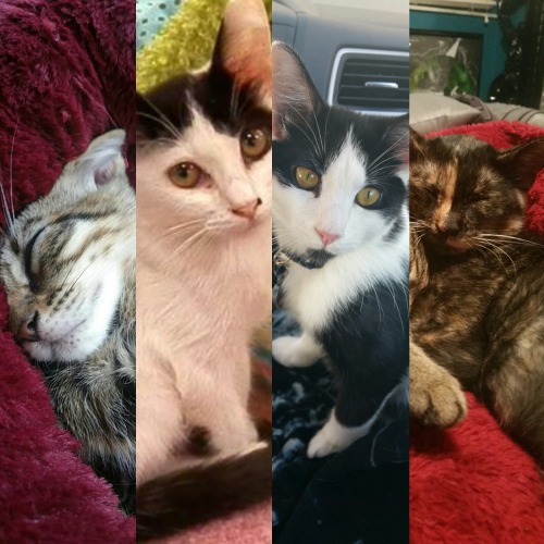 ‼️PLEASE READ‼️ Hi Everyone. These Are My Four Beautiful Kittens. I Just Started A Gofundme Page