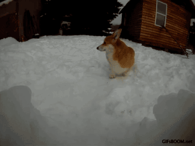 gifsboom:  Corgi Snow Tunnel. video 