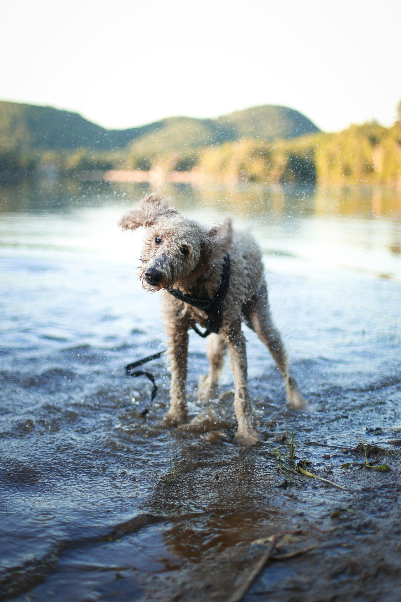 does hair keep dog cool