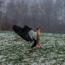 animal-photographies:  Duck in winter