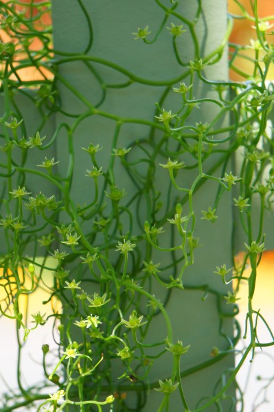 flora-file:
“climbing onion - Bowiea volubilis (by flora-file​​)
”