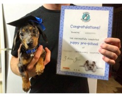 Burrito is 100% graduated from Puppy Pre-school and 0% impressed with the hat I made for the occasion