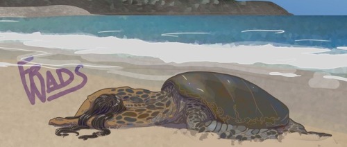 frwads:A pair of sea turtle mermaids sleeping on the beach for Mermay! 