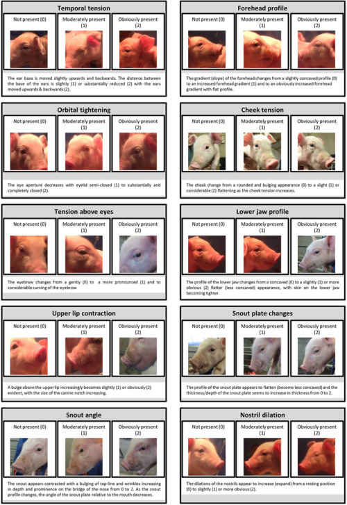 scottishvn:pet-interests: Recognising silent acute pain in animals - assorted species grimace scales