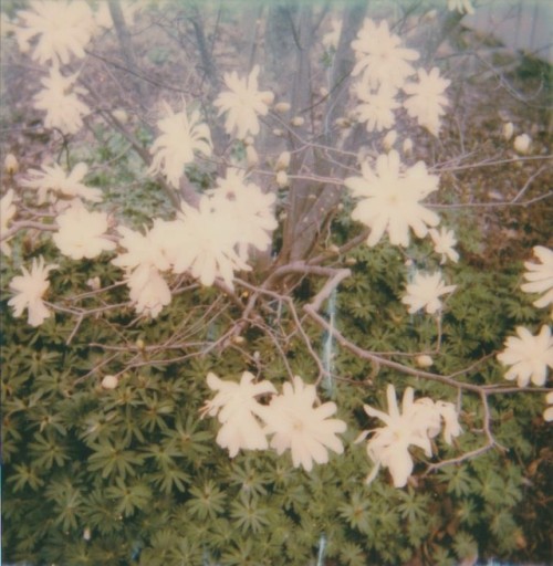 dcci: Spring Bloom Upstate NY | April 2019 Image shot by me (dcci) with a OneStep Polaroid