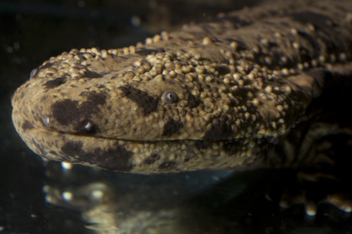 mirkokosmos:Japanese Giant Salamander [Andrias Japonicus] Ōsanshōuo [Giant Pepper Fish] The Japanese