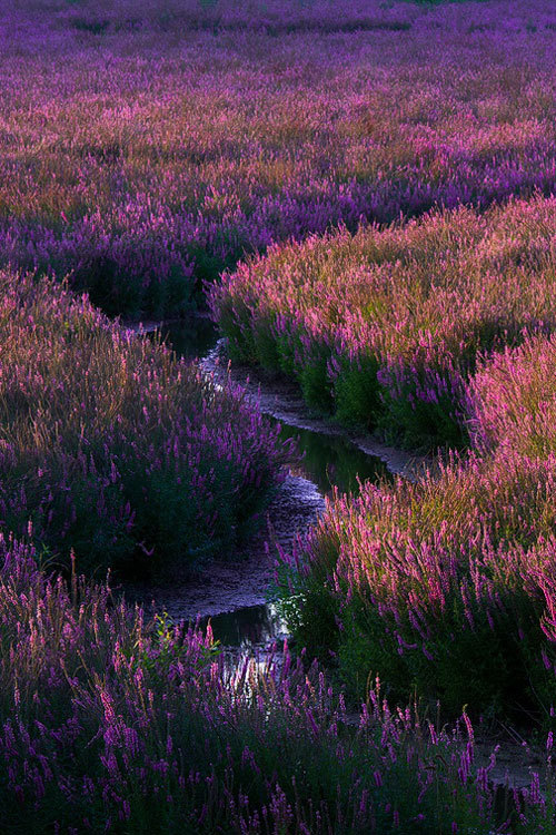 Fields of Purpleby Terence Leezy