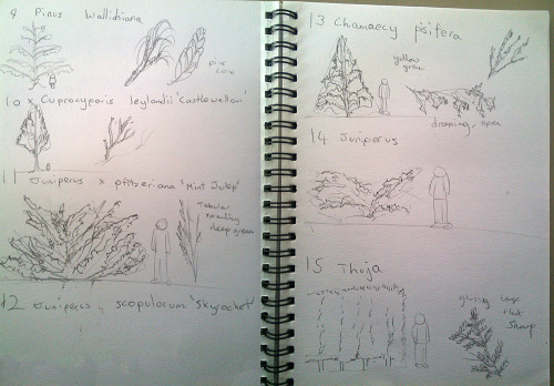 Instead of just taking notes during my plant identification lessons I just draw the plant.