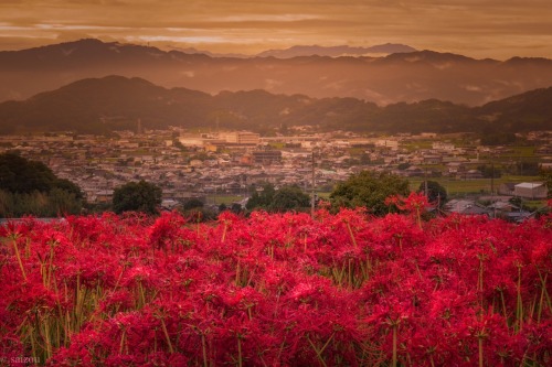 彼岸花