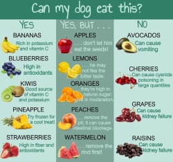 onetigris:  can my dog eat this? 