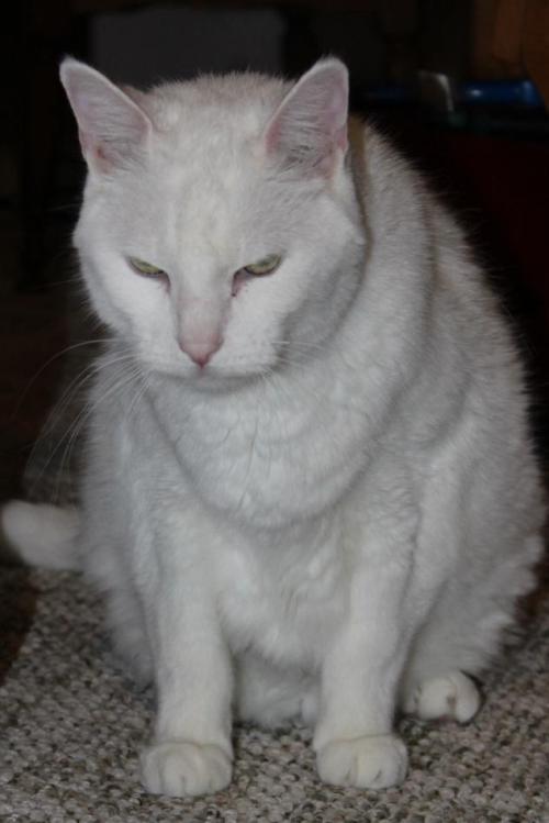 [IMAGE DESCRIPTION: a large white cat is seated, facing the camera, head bowed slightly so he appear