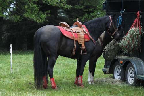 starkimages:  I love black horses in red tack April ‘14