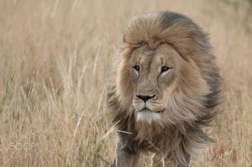  Portrait of Running Lion, Okonjima Nature Reserve, Namibiaby Natalia Zietara