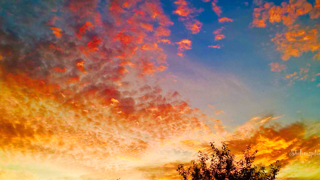 shelovesplants:  Fall sunsets ☀️🍁🍂🙏🏻