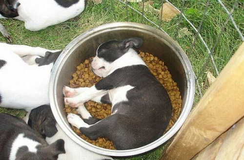 inspector-pervert: quecaigaelsistema: milkywaywhite: Dogs falling asleep in their food The best phot