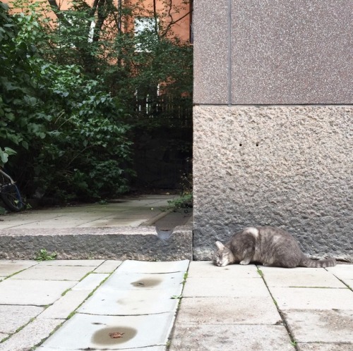 Stockholm, dogs & cat