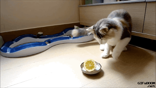 Porn Pics gifsboom:  Video: Cat vs. lemon