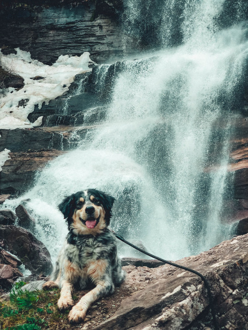 doggos love chasing waterfalls