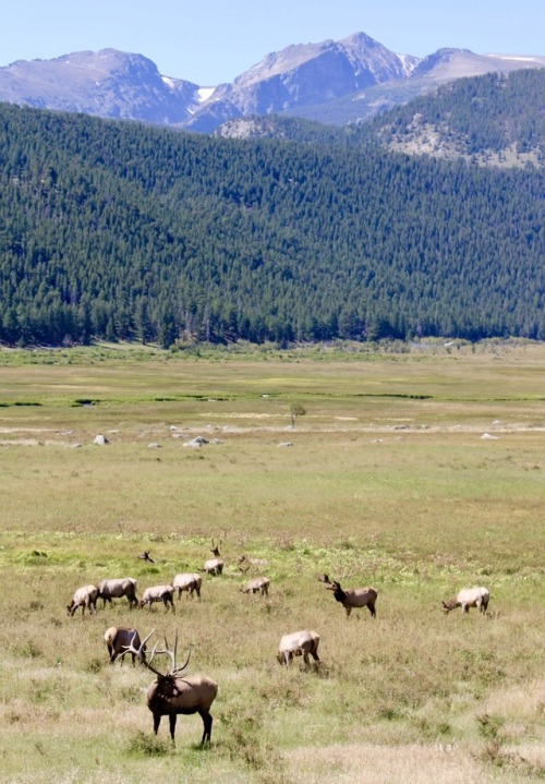 It’s RUTTING SEASON!!!! Last weekend I spent some time in CO with a few elk herds so in tribute here