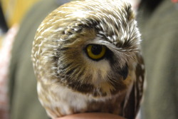 cjwhiteshizzle:  Northern Saw Whet Owl 