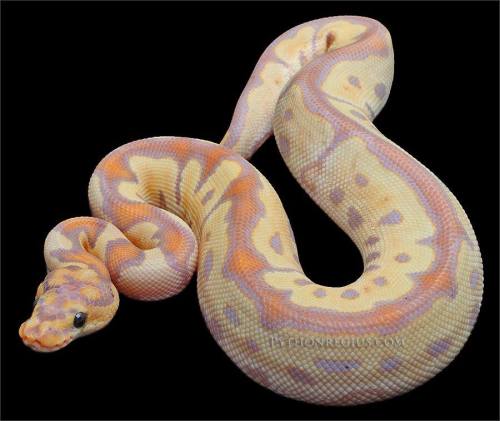 glitterslither:Snootiful