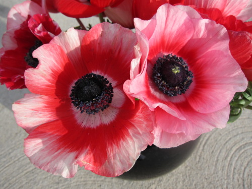 Anemones