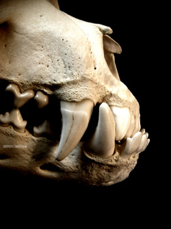 shadyufo:  Rottweiler Underbite 