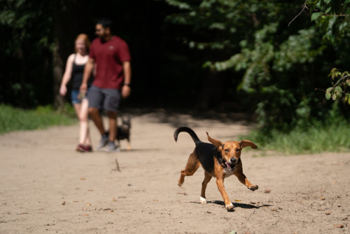 Labor Day For The Dogs At Minnehaha Park