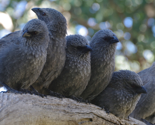 thalassarche: Apostlebirds (Struthidea cinerea) - photo by John Wolf