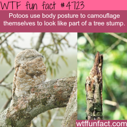 wtf-fun-factss:  Potoos camouflage - WTF