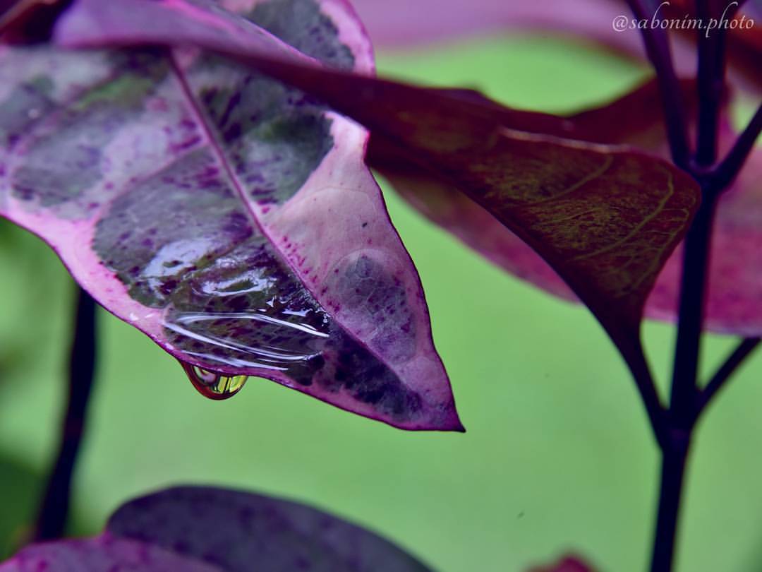 #bali #photographer #photo #pic #picture #snapshot #beautiful #green #instalike #instagood #instaphoto #balinature #coloursofnature #natureperfection #nature #naturepicture #rainy #leaves #naturelovers #leave #botanical #photooftheday #drops #floral...